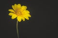 Yellow treasure Gazania rigens Wild flower growing during spring covered in rain drops Royalty Free Stock Photo